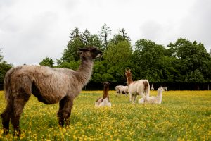 Wo fühlt sich ein Lama richtig wohl?
