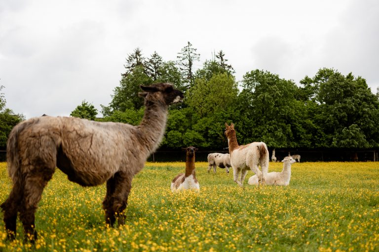 Wo fühlt sich ein Lama richtig wohl?