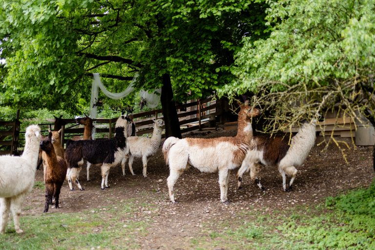 Welche unterschiedliche Lama-Typen gibt es?