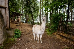 Der richtige Umgang und die beste Pflege!
